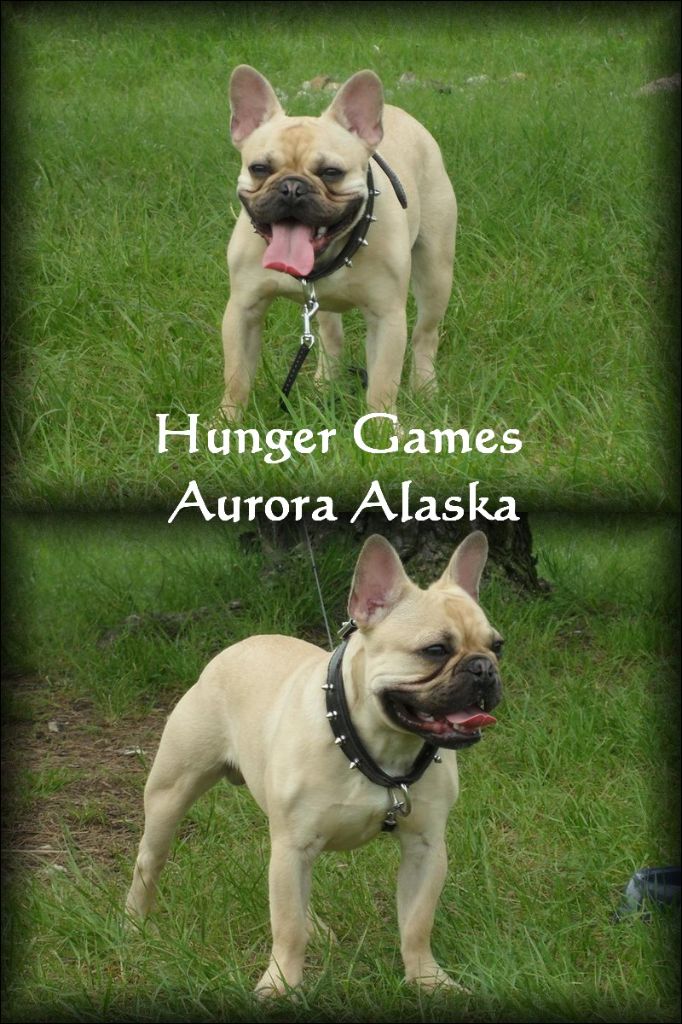 Hunger games Aurora Alaska