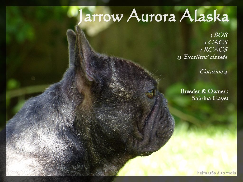 Aurora Alaska - Cotation 4 pour Jarrow