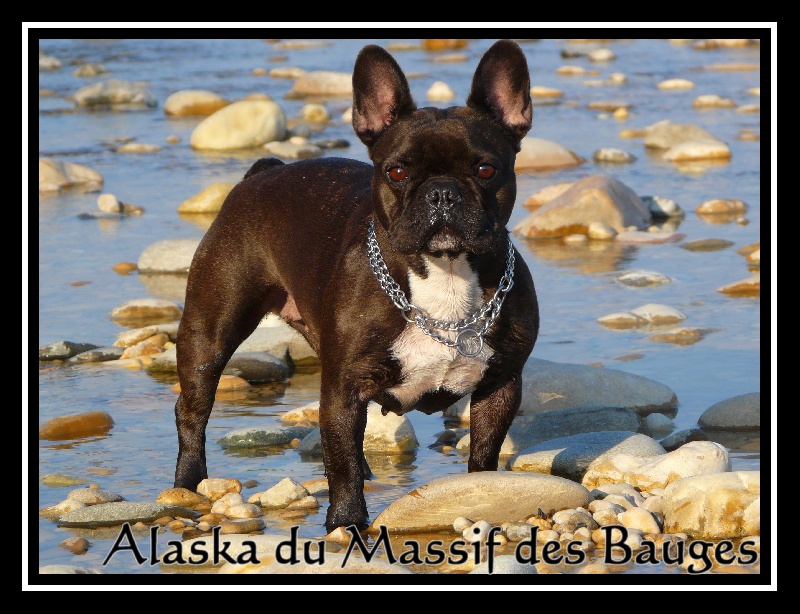 Alaska du Massif Des Bauges