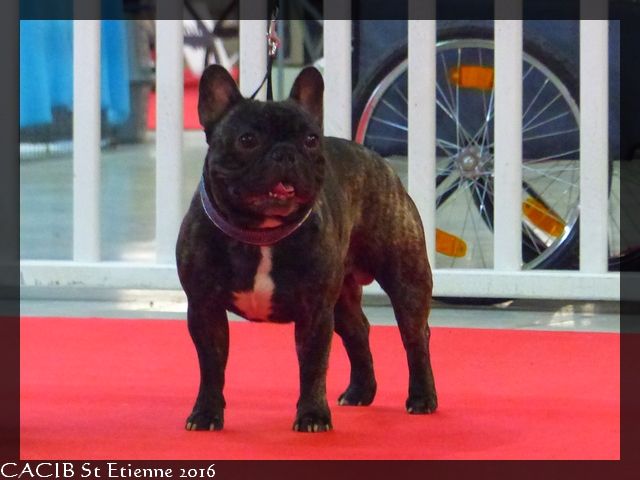 Aurora Alaska - CACIB St Etienne 2016 : encore un CACS pour Jarrow !