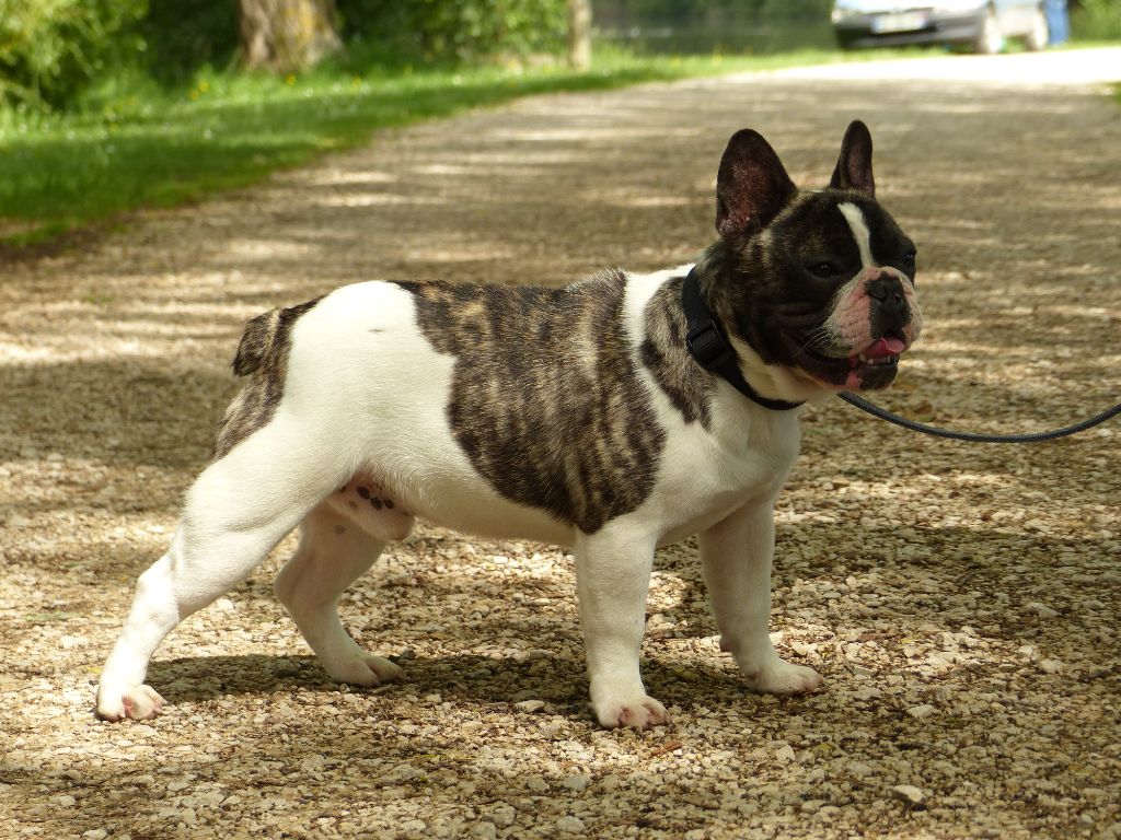 Aurora Alaska - Mâle caille 3 ans à placer