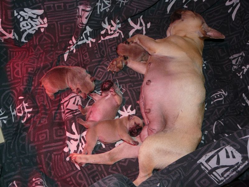 Chiots 2012